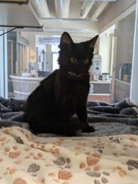 Feather - Domestic Short Hair