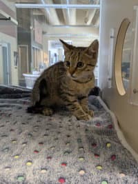 Wheaton - Domestic Short Hair