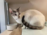 Alice - Domestic Short Hair