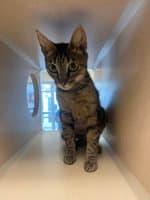 Heather - Domestic Short Hair