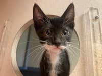 Mochi - Domestic Short Hair
