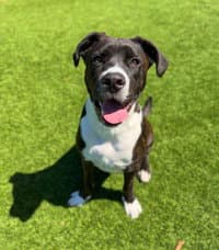 Biggie - American Pit Bull Terrier