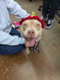 Celine Dion - American Pit Bull Terrier