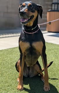 Cinna - Catahoula Leopard Dog