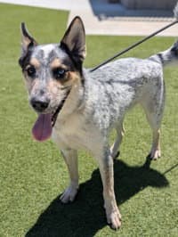 Koda image 1