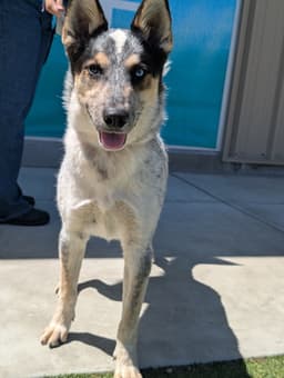 Koda image 3
