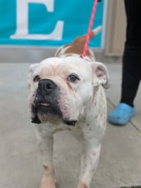 Zoey - English Bulldog