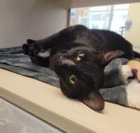 Barbara - Domestic Short Hair