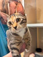 Elle - Domestic Short Hair