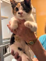 Ruby - Domestic Short Hair