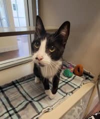 Gatsby - Domestic Short Hair