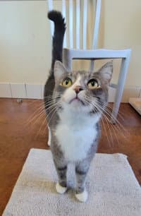 Jr - Domestic Short Hair