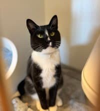 Stewart - Domestic Short Hair