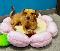 Muneca - Dachshund