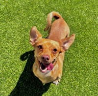 Muneca - Dachshund