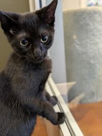 Jack image 1
