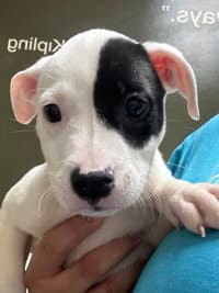 Elvis - Pit Bull Terrier