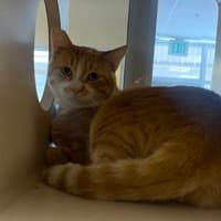 Butters - Domestic Short Hair