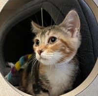 Callie - Domestic Short Hair