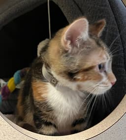 Callie image 3