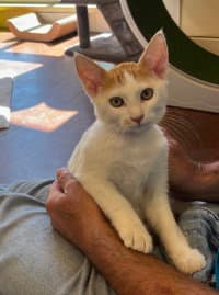 Lovebug - Domestic Short Hair