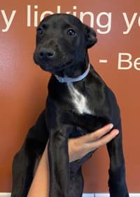 Bandit - Bull Terrier