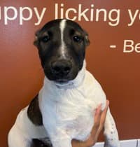 Lady Bug - Bull Terrier