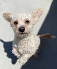 Muppet - Poodle (Miniature)