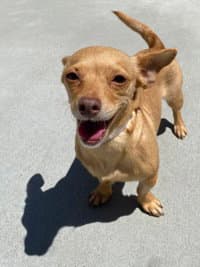 Nena - Dachshund