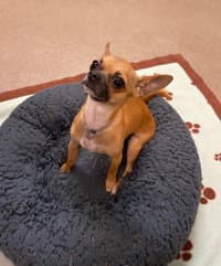 Pippi - Chihuahua