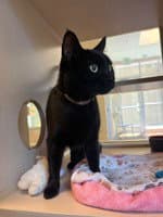 Cleopatra - Domestic Short Hair