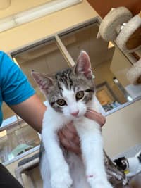 Oliver - Domestic Short Hair