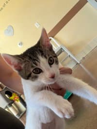Simi - Domestic Short Hair