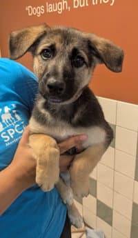Valkyrie - German Shepherd Dog