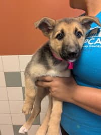 Xena - German Shepherd Dog