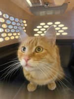 Mrworldwide - Domestic Medium Hair