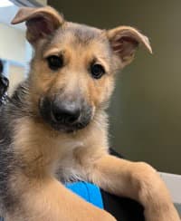 Groot - German Shepherd Dog