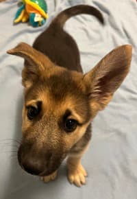 Rocket - German Shepherd Dog