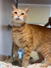 Kittles - Domestic Short Hair