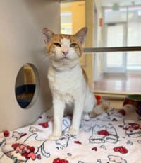 Stang - Domestic Short Hair
