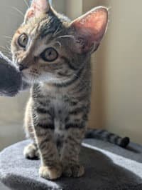 Andromeda - Domestic Short Hair