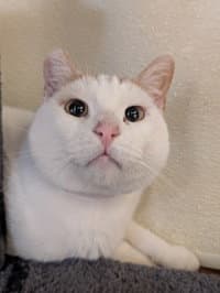 Boots - Domestic Short Hair
