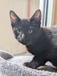 Eclipse - Domestic Short Hair