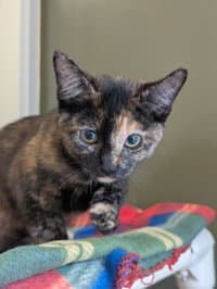 Halley - Domestic Short Hair