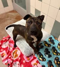 Potato Chip - Staffordshire Bull Terrier