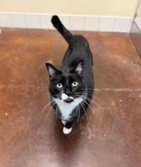Milkshake - Domestic Short Hair