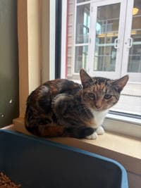 Leia - Domestic Short Hair