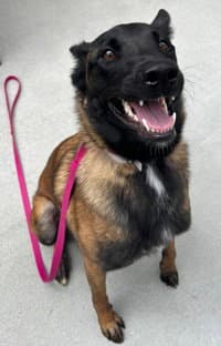 Lilith - Belgian Shepherd Dog Sheepdog
