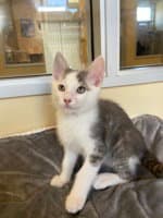 Beetle - Domestic Short Hair