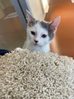 Caterpillar - Domestic Short Hair
